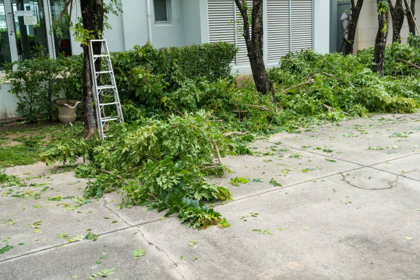 Best Tree Stump Removal  in Raven, VA